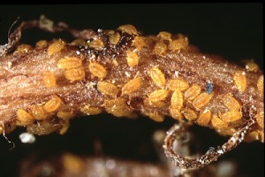 phylloxera on root of the vine.